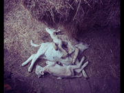 Image alt